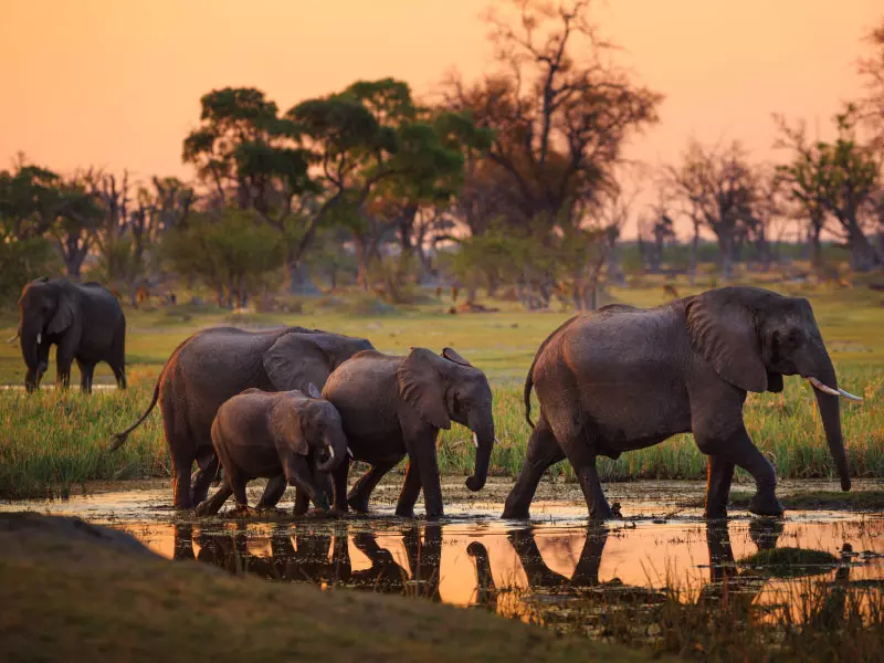 บอตสวานา (Botswana)