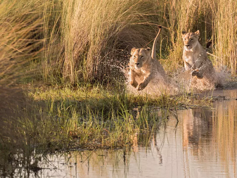 Moremi Game Reserve