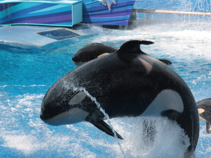 สวนสนุก SeaWorld - ออร์แลนโด