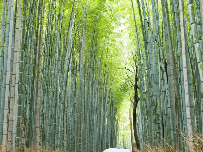 ป่าไผ่ซากาโนะ