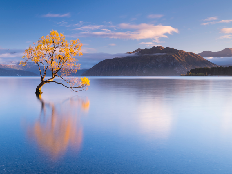 That Wanaka Tree เมือง Wanaka - New Zealand