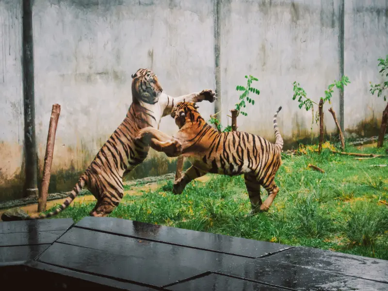 พิพิธภัณฑ์สัตว์น้ำและสวนเสือสมุย ที่เที่ยวเกาะสมุย