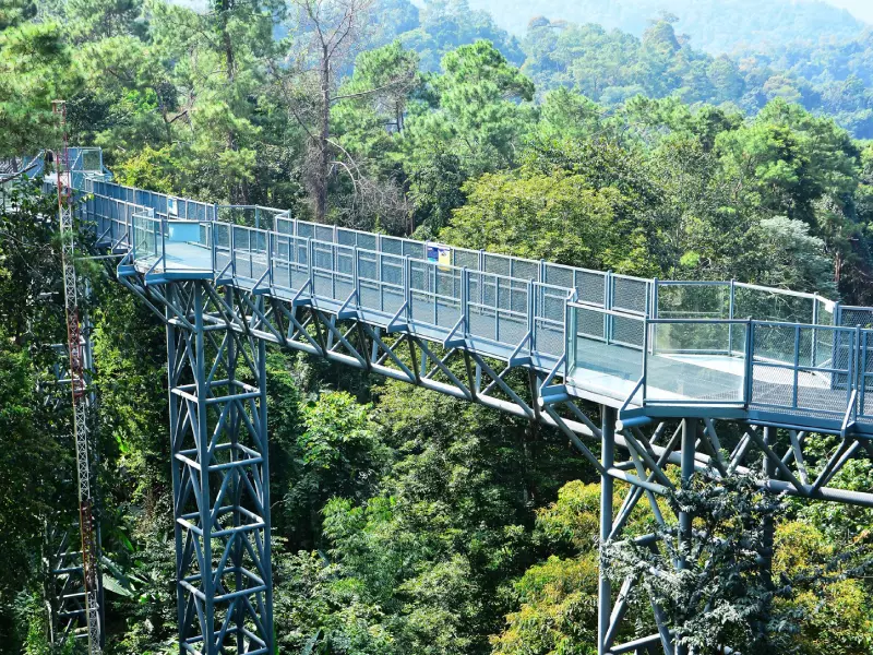 Canopy Walkway