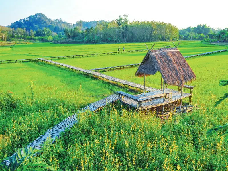 ชุมชนบ้านนาต้นจั่น สุโขทัย