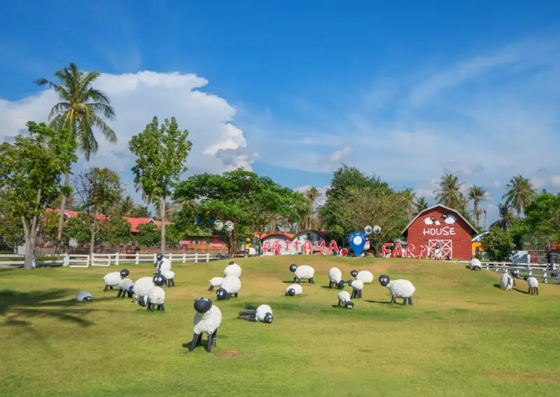 Pattaya Sheep Farm ฟาร์มแกะพัทยา