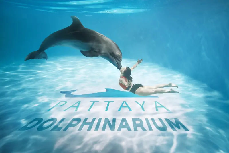 Pattaya Dolphinarium