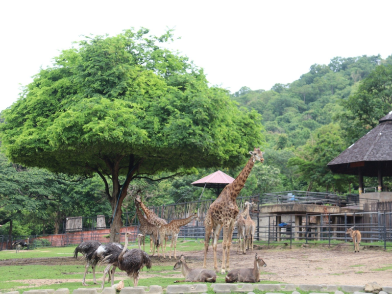 สวนสัตว์เปิดเขาเขียว ไปง่ายใกล้กรุงเทพฯ