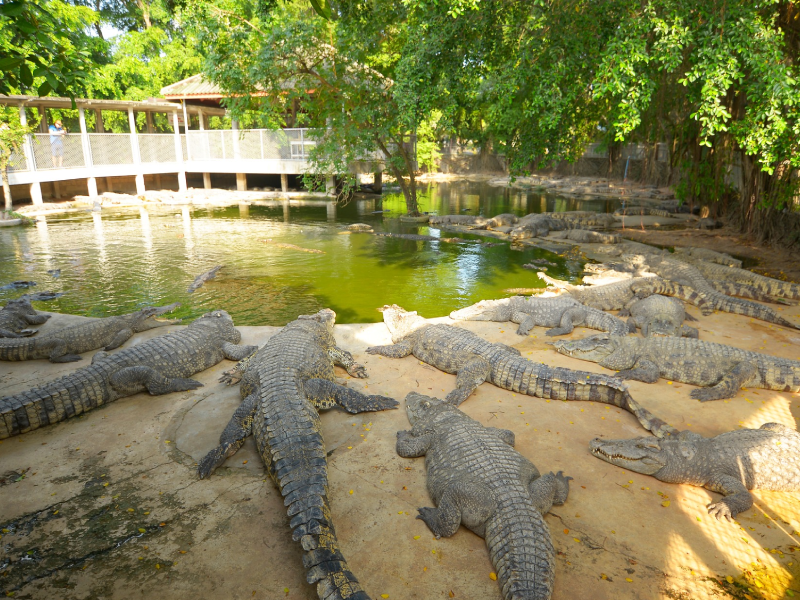 อุทยานหินล้านปีและฟาร์มจระเข้พัทยา