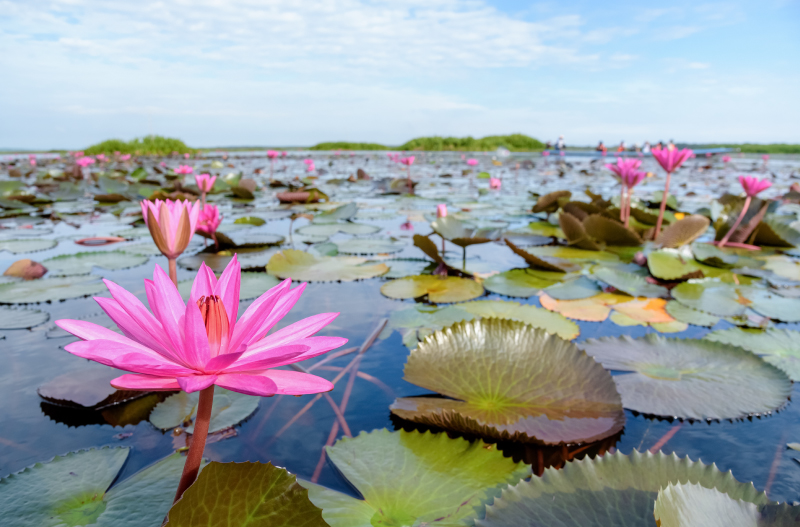 9 สถานที่ท่องเที่ยวพัทลุง เมืองรอง ล่องใต้ ชมธรรมชาติเมืองปักษ์ใต้