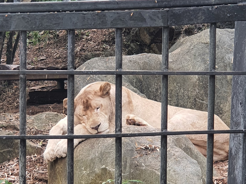 Bonanza Exotic Zoo สวนสัตว์เขาใหญ่