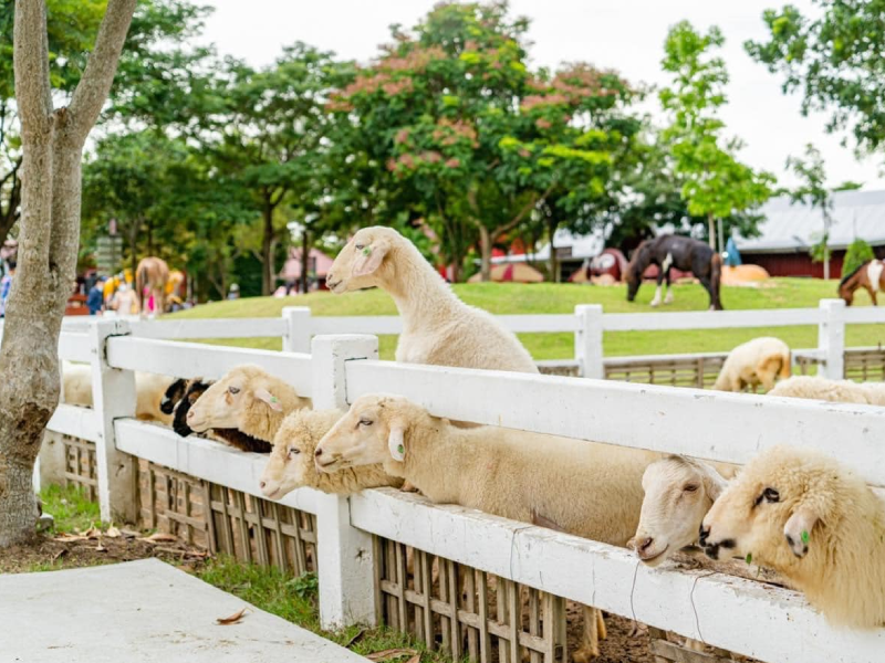 ฟาร์มแกะพัทยา Pattaya Sheep Farm