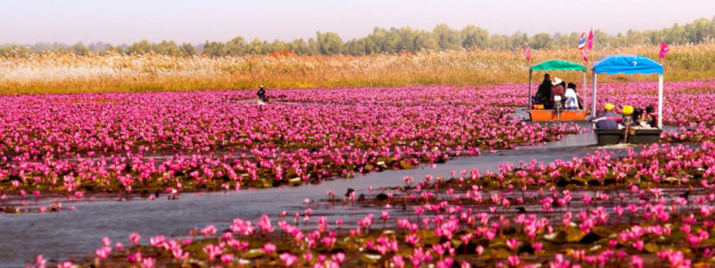 สถานที่ชมดอกไม้ยอดนิยมในเชียงใหม่ อุดรธานีและลพบุรี