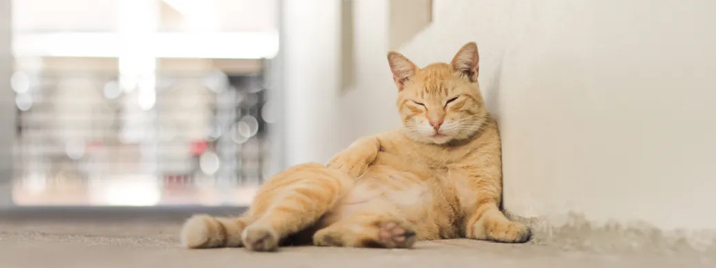 เคทีซีชี้เทรนด์ Pet Experience Economy ดันทาสแมวใช้จ่ายเชิงประสบการณ์ พร้อมสิทธิพิเศษในงาน Thailand Cat Lovers Fair 2026 เคทีซีชี้เทรนด์ Pet Experience Economy ดันทาสแมวใช้จ่ายเชิงประสบการณ์ พร้อมสิทธิพิเศษในงาน Thailand Cat Lovers Fair 2026