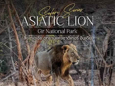 ตามรอยสิงโตเอเชียที่อุทยานแห่งชาติ Gir อินเดีย 