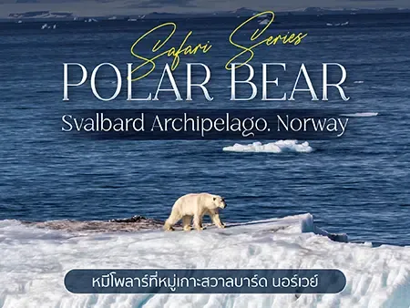 เที่ยวสวาลบาร์ด ตามหา Polar Bear หมีขั้วโลกแห่ง นอร์เวย์