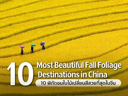 ใบไม้เปลี่ยนสีจีน