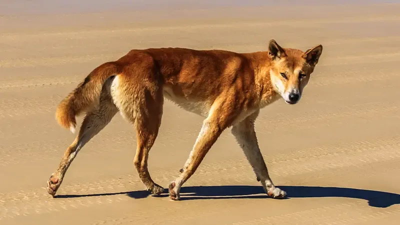 เที่ยวออสเตรเลีย, ที่เที่ยวออสเตรเลีย, เกาะเฟรเซอร์, fraser island เที่ยวออสเตรเลีย, ที่เที่ยวออสเตรเลีย, เกาะเฟรเซอร์, fraser island