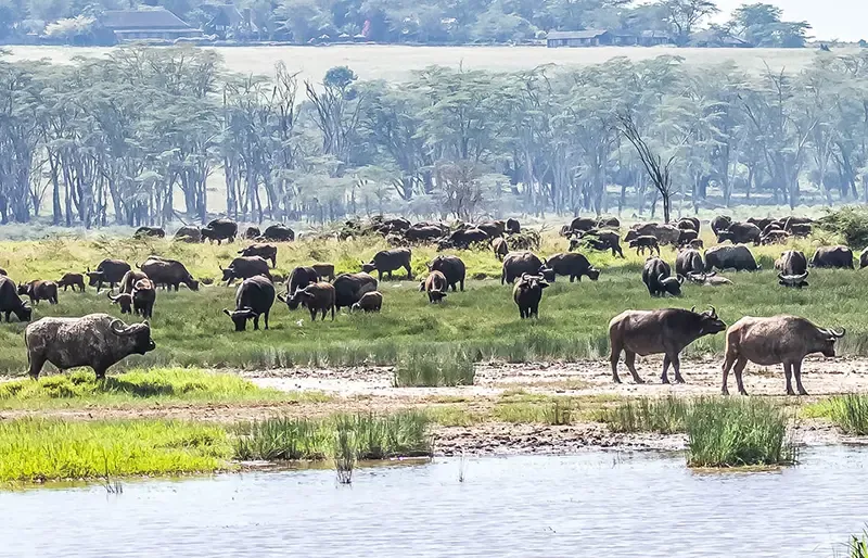 Lake Nakuru Lake Nakuru