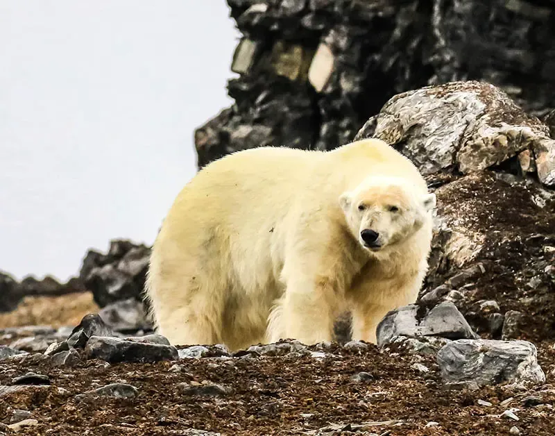 polar bear polar bear