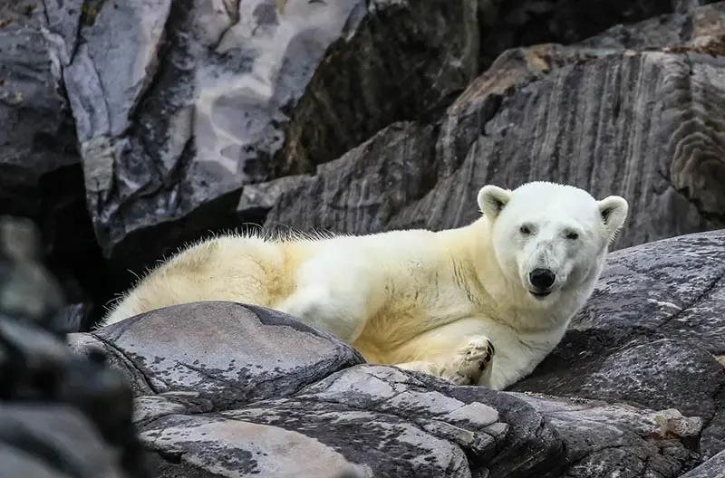 polar bear polar bear