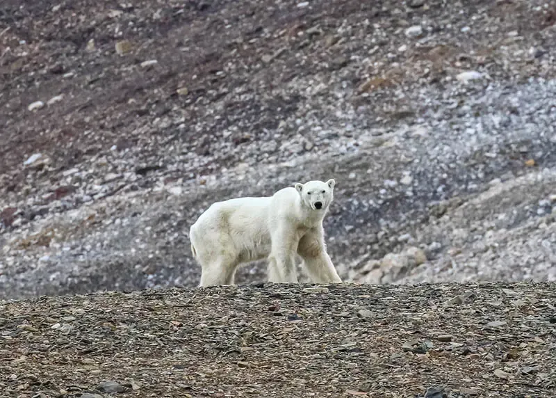 polar bear polar bear