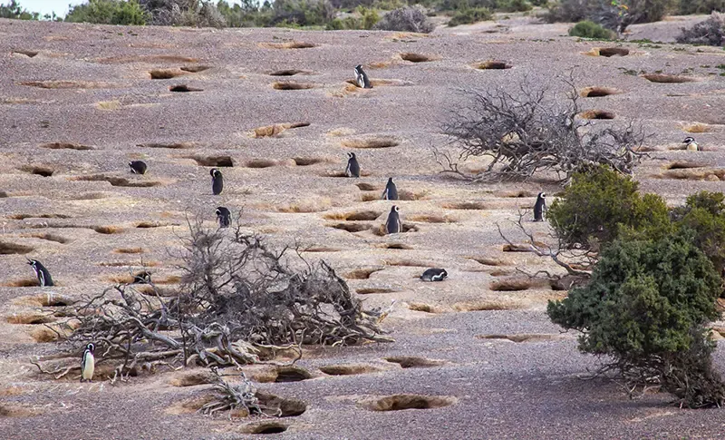 peninsula valdes, argentina, คาบสมุทรรวัลเดส peninsula valdes, argentina, คาบสมุทรรวัลเดส