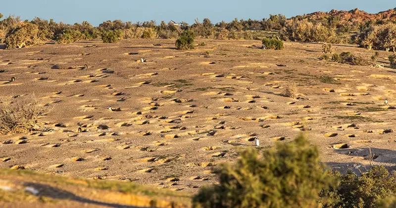 peninsula valdes, argentina, คาบสมุทรรวัลเดส peninsula valdes, argentina, คาบสมุทรรวัลเดส