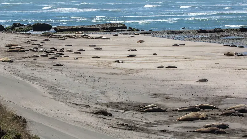peninsula valdes, argentina, คาบสมุทรรวัลเดส peninsula valdes, argentina, คาบสมุทรรวัลเดส