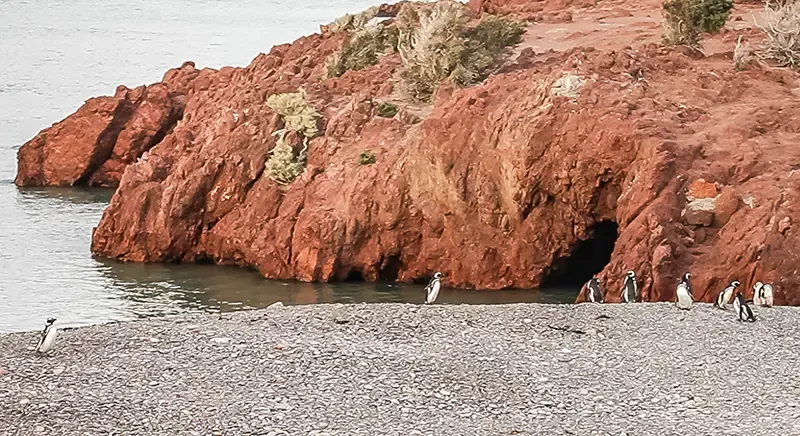 peninsula valdes, argentina, คาบสมุทรรวัลเดส peninsula valdes, argentina, คาบสมุทรรวัลเดส