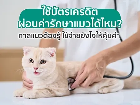 ใช้บัตรเครดิตผ่อนค่ารักษาแมวได้ไหม? ทาสแมวต้องรู้ ใช้จ่ายยังไงให้คุ้มค่า