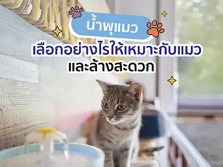 น้ำพุแมว เลือกอย่างไรให้เหมาะกับแมวและล้างสะดวก น้ำพุแมว เลือกอย่างไรให้เหมาะกับแมวและล้างสะดวก