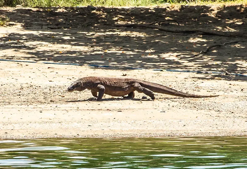 Komodo island Komodo island