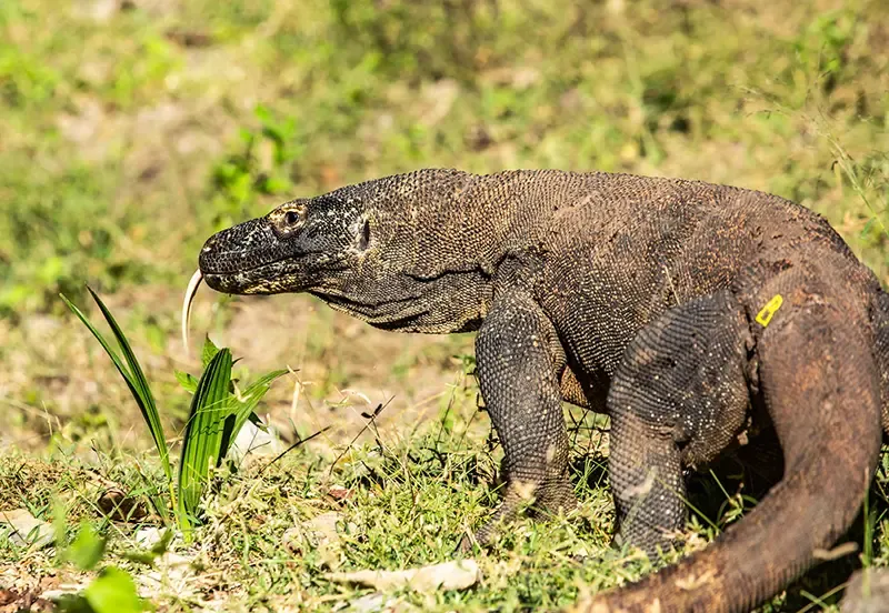 Komodo island Komodo island