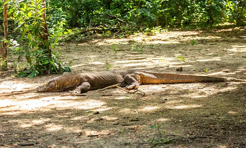 Komodo island Komodo island