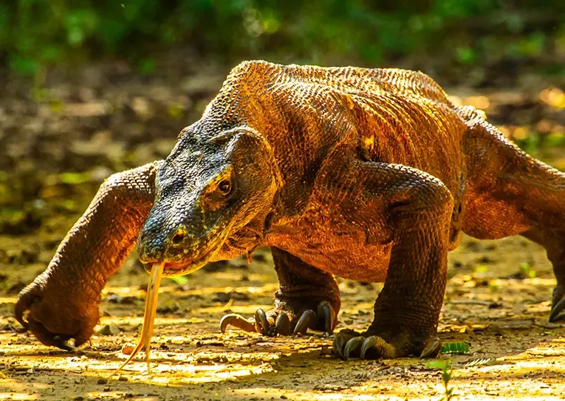 Komodo island Komodo island