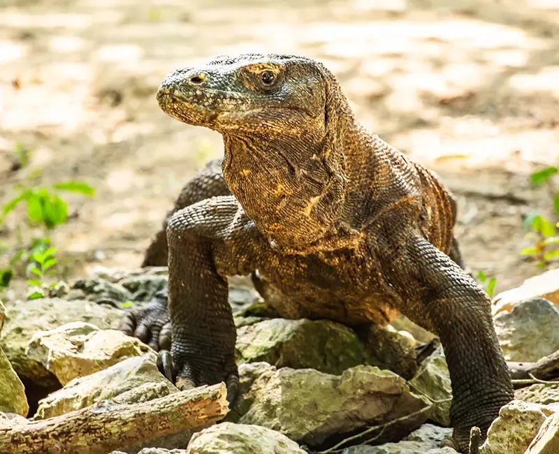 Komodo island Komodo island