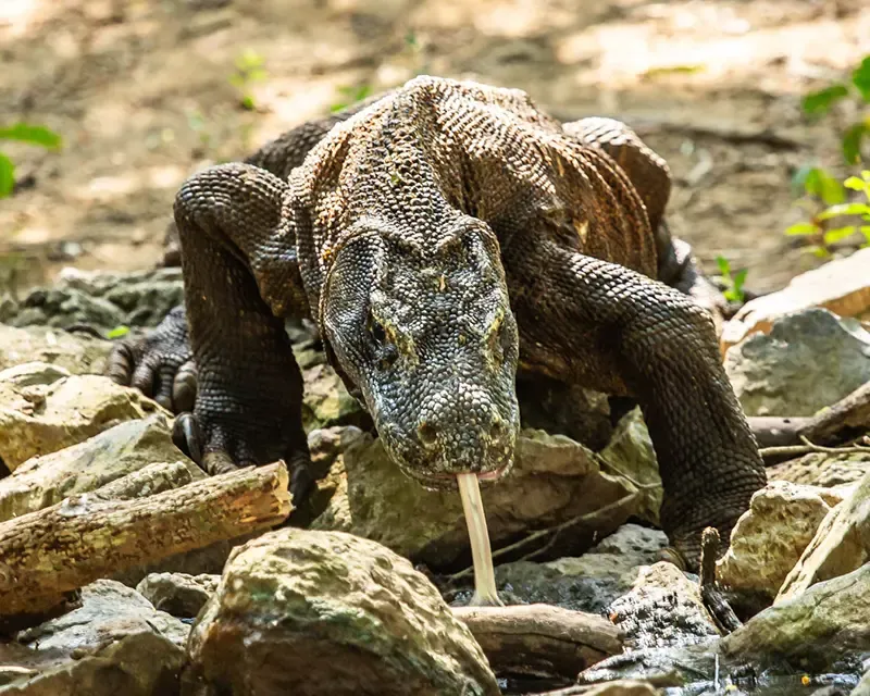 Komodo island Komodo island