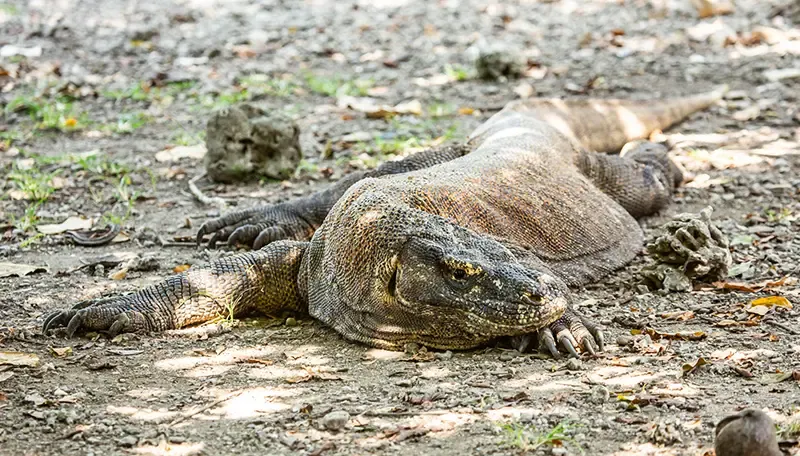 Komodo island Komodo island