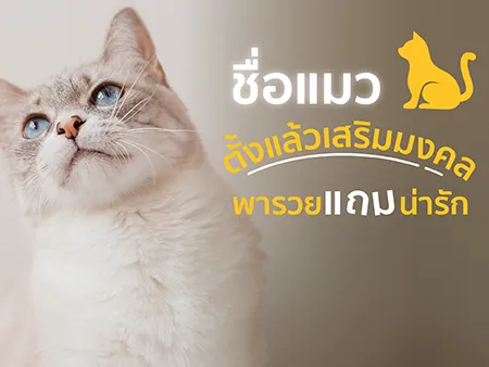 350 ชื่อแมว ตั้งแล้วเสริมมงคล พารวย แถมน่ารักในปี 2569