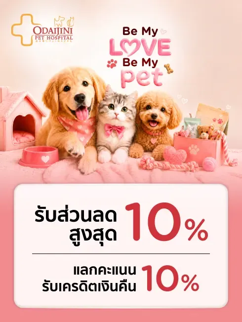 Odaijini Pet Hospital