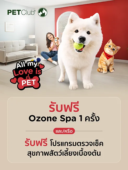 โปรโมชั่นพิเศษ ที่ เพ็ทคลับ กับบัตรเครดิต KTC