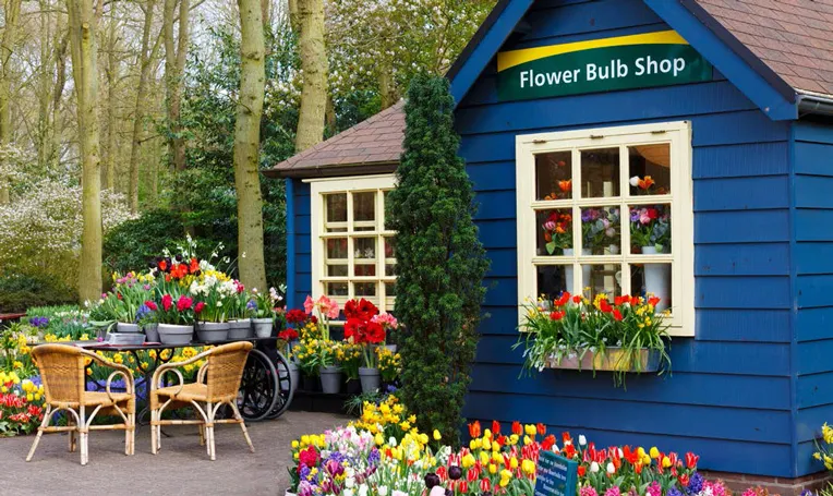 Blossom_in_NETHERLANDS4 Blossom_in_NETHERLANDS4