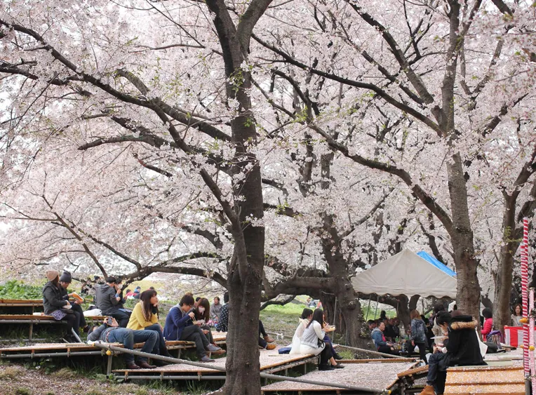 ชมซากุระ