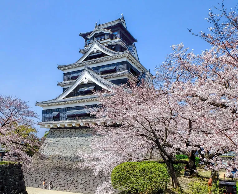 ชมซากุระ