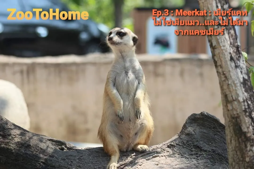 อยู่บ้านก็เที่ยวสวนสัตว์เปิดเขาเขียวได้ ไลฟ์สดตรงถึงบ้าน กับ “Zoo to Home” อยู่บ้านก็เที่ยวสวนสัตว์เปิดเขาเขียวได้ ไลฟ์สดตรงถึงบ้าน กับ “Zoo to Home”