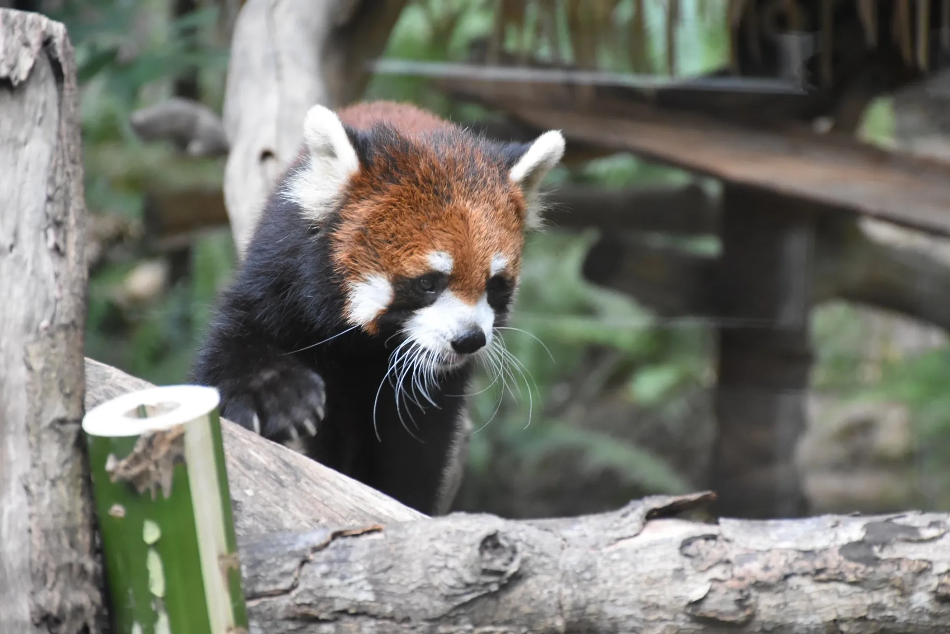 อยู่บ้านก็เที่ยวสวนสัตว์เปิดเขาเขียวได้ ไลฟ์สดตรงถึงบ้าน กับ “Zoo to Home” อยู่บ้านก็เที่ยวสวนสัตว์เปิดเขาเขียวได้ ไลฟ์สดตรงถึงบ้าน กับ “Zoo to Home”
