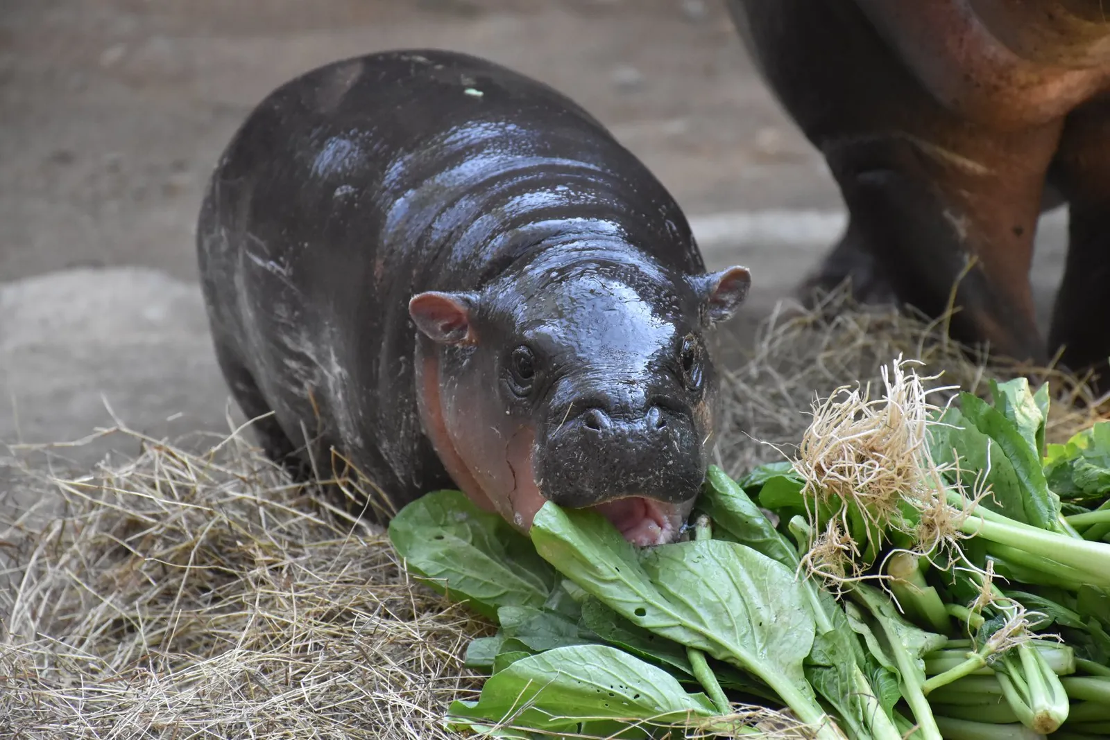 อยู่บ้านก็เที่ยวสวนสัตว์เปิดเขาเขียวได้ ไลฟ์สดตรงถึงบ้าน กับ “Zoo to Home” อยู่บ้านก็เที่ยวสวนสัตว์เปิดเขาเขียวได้ ไลฟ์สดตรงถึงบ้าน กับ “Zoo to Home”