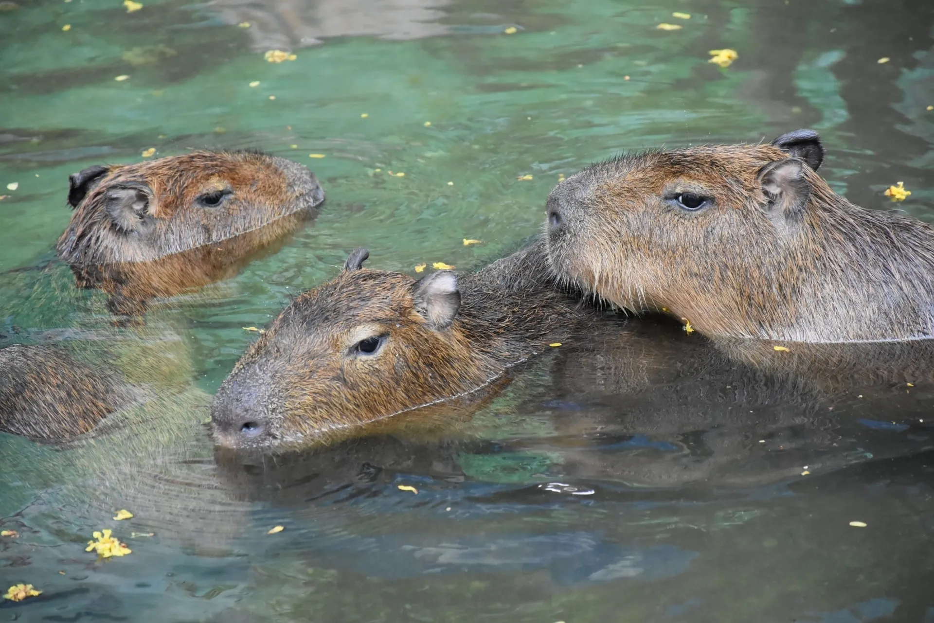 zoo-to-home-05 zoo-to-home-05