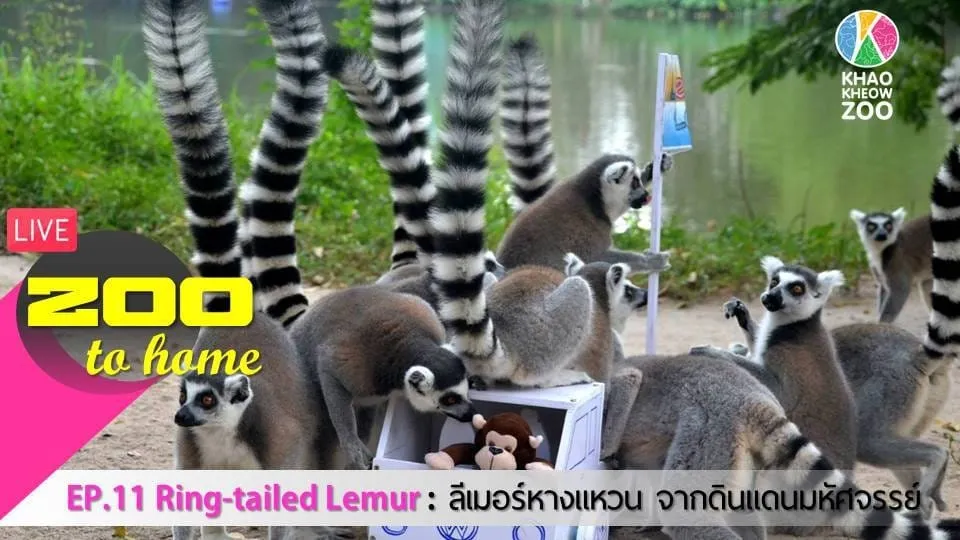 อยู่บ้านก็เที่ยวสวนสัตว์เปิดเขาเขียวได้ ไลฟ์สดตรงถึงบ้าน กับ “Zoo to Home” อยู่บ้านก็เที่ยวสวนสัตว์เปิดเขาเขียวได้ ไลฟ์สดตรงถึงบ้าน กับ “Zoo to Home”