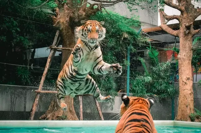 สถานที่ท่องเที่ยวสวนเสือพัทยา